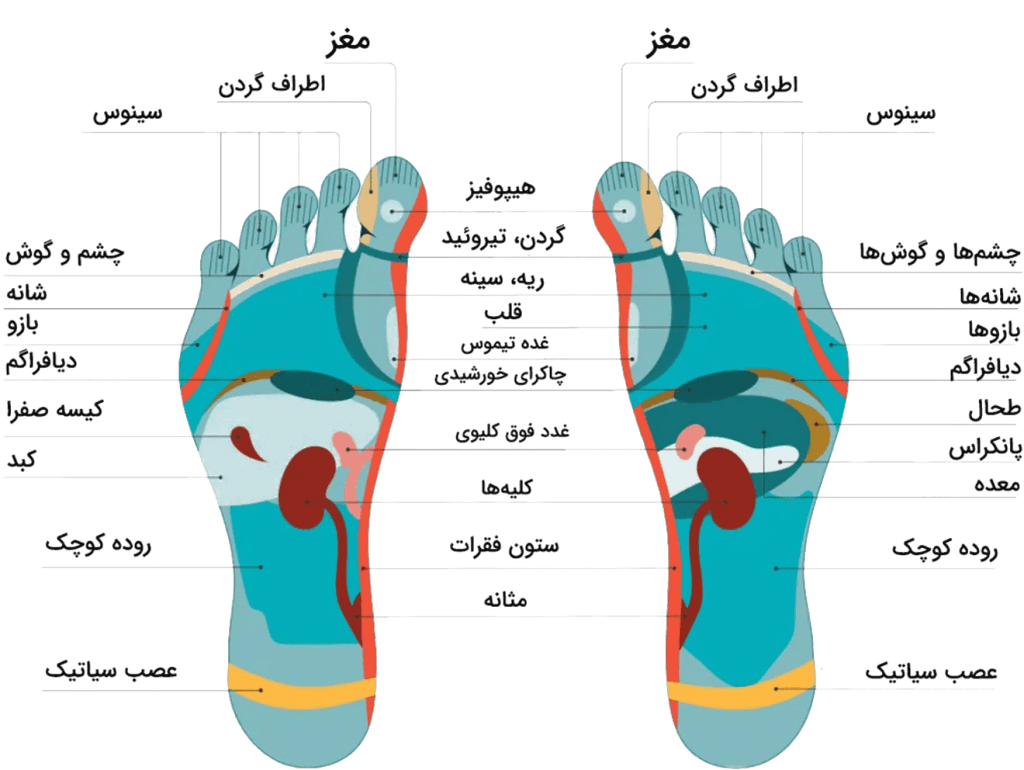 نقاط فشاری کف پا جهت ماساژ پا و رفلکسولوژی